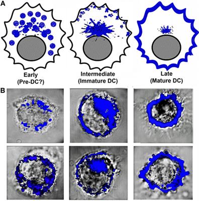 Dynamic Changes in the Intracellular Association of Selected Rab Small GTPases with MHC Class II and DM during Dendritic Cell Maturation